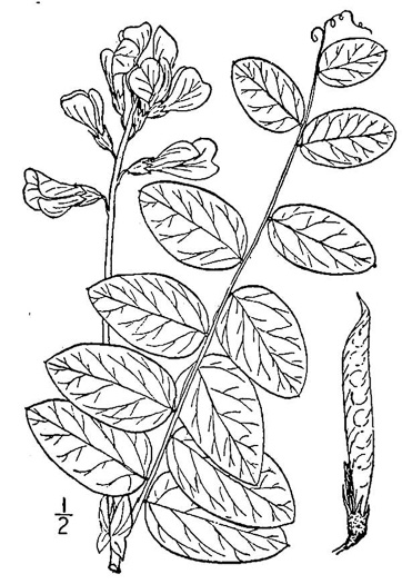 drawing of Lathyrus venosus, Wood Pea, Forest Pea, Bush Vetch, Veiny Pea