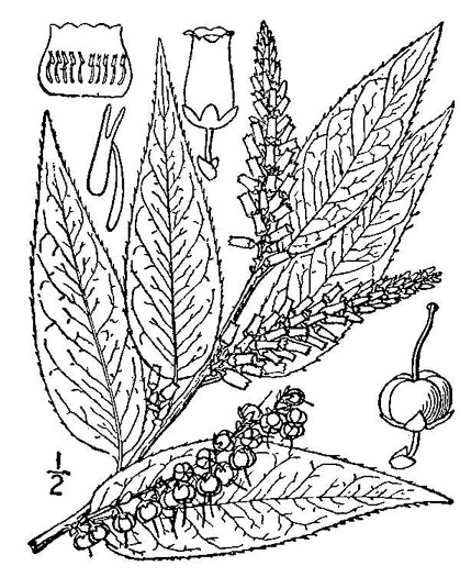 drawing of Leucothoe fontanesiana, Mountain Doghobble, Highland Doghobble, Switch-ivy
