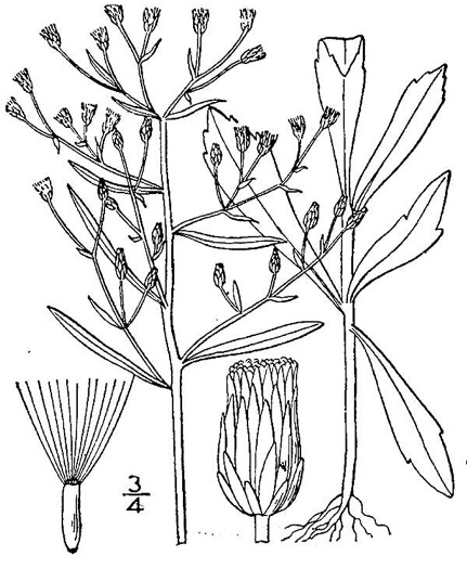 drawing of Erigeron canadensis, Common Horseweed