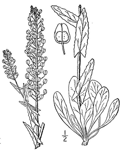 drawing of Lepidium campestre, Cow Cress, Field Pepperwort, Field Cress, Field Pepperweed