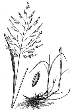 image of Leersia oryzoides, Rice Cutgrass