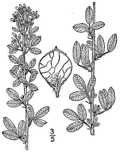 drawing of Lespedeza stuevei, Velvety Lespedeza, Stueve's Bush-clover, Tall Lespedeza