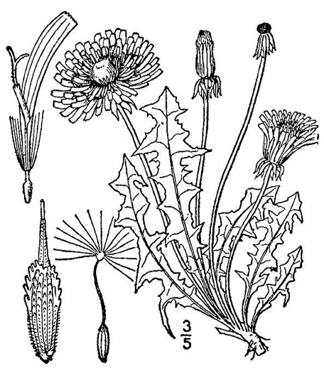 image of Taraxacum officinale, Common Dandelion