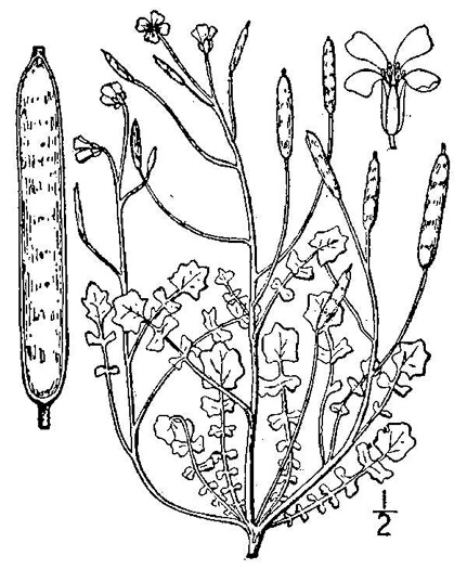 drawing of Leavenworthia uniflora, Michaux's Glade-cress