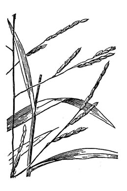 image of Leersia virginica, White Cutgrass, Whitegrass, Virginia Cutgrass