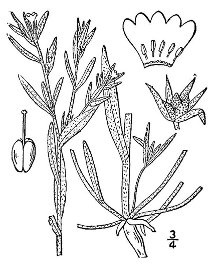image of Buglossoides arvensis ssp. arvensis, Corn-gromwell