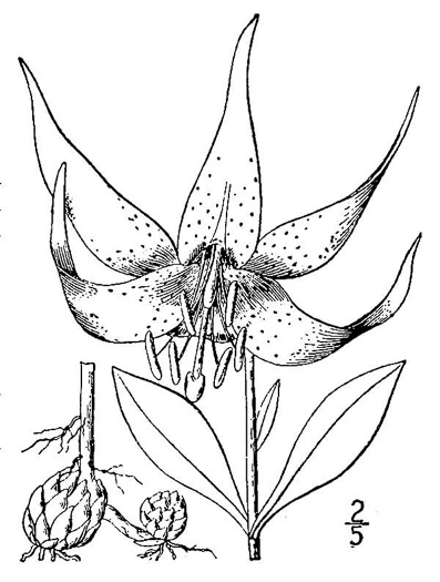 drawing of Lilium michauxii, Carolina Lily