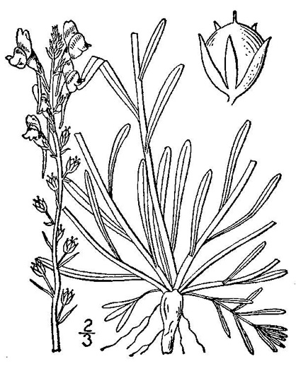 image of Linaria canadensis, Oldfield Toadflax, Common Toadflax, Canada Toadflax