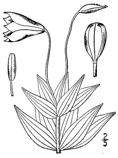 drawing of Lilium grayi, Gray's Lily, Roan Lily