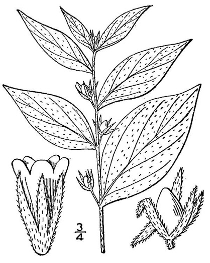drawing of Lithospermum latifolium, American Gromwell, Broadleaf Gromwell