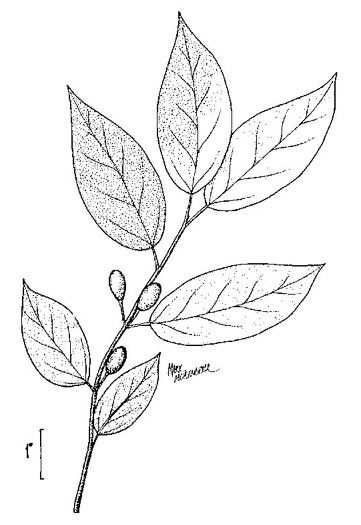 drawing of Lindera melissifolia, Southern Spicebush, Pondberry