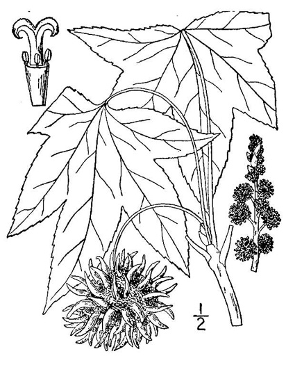 image of Liquidambar styraciflua, Sweetgum