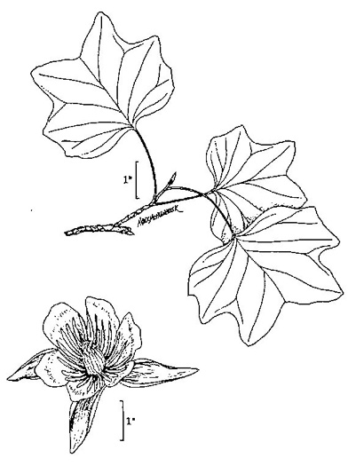 image of Liriodendron tulipifera var. tulipifera, Tuliptree, Yellow Poplar, Whitewood