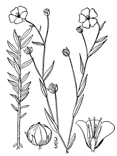 drawing of Linum usitatissimum, Common Flax, Cultivated Flax, Linaza