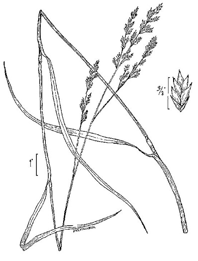image of Lolium arundinaceum, Tall Fescue, Alta Fescue