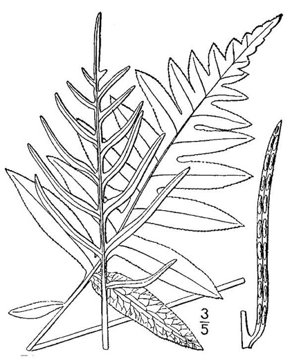 image of Lorinseria areolata, Netted Chain-fern, Net-veined Chainfern