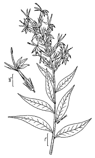 image of Lobelia cardinalis var. cardinalis, Cardinal Flower