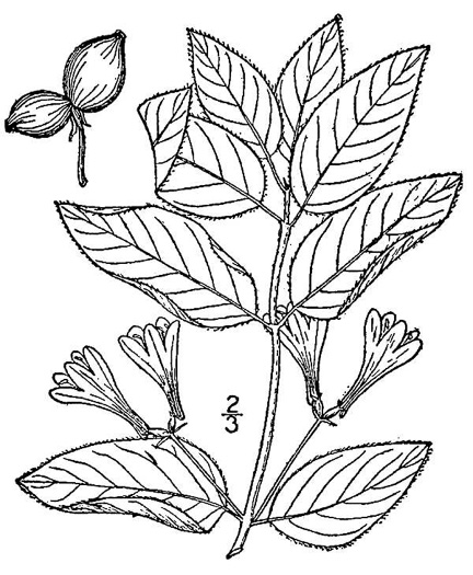 image of Lonicera canadensis, American Fly-honeysuckle