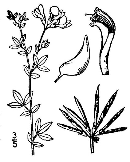 image of Lotus corniculatus, Birdsfoot-trefoil, Eggs-and-Bacon