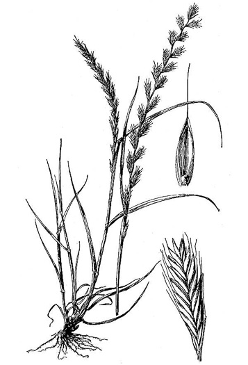 image of Lolium multiflorum, Italian Ryegrass, Annual Ryegrass