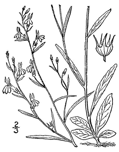 drawing of Lobelia nuttallii, Nuttall's Lobelia