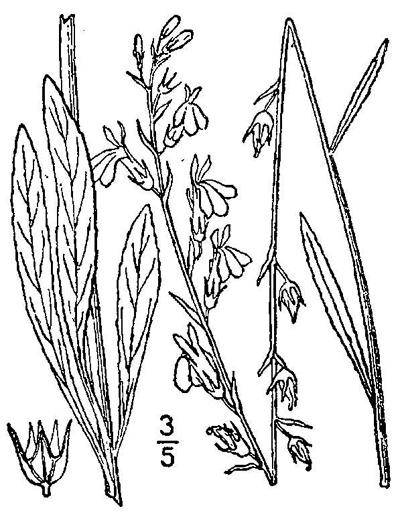 image of Lobelia paludosa, White Lobelia
