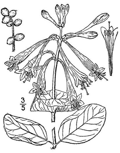 drawing of Lonicera sempervirens, Coral Honeysuckle, Woodbine, Trumpet Honeysuckle