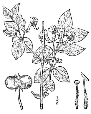 drawing of Lonicera xylosteum, European Fly-honeysuckle, Dwarf Honeysuckle
