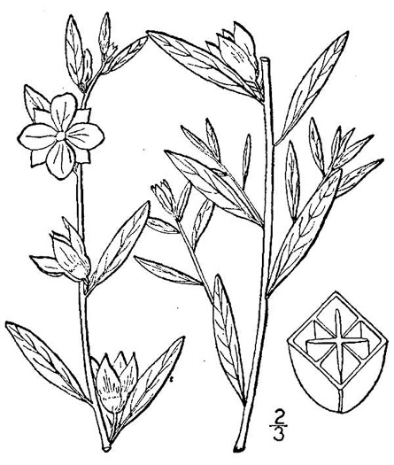 drawing of Ludwigia alternifolia, Alternate-leaf Seedbox, Bushy Seedbox