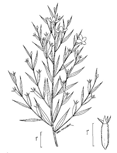 image of Ludwigia decurrens, Wingstem Water-primrose, Wingleaf Primrose-willow