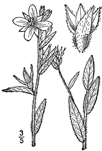 drawing of Ludwigia hirtella, Rafinesque's Seedbox