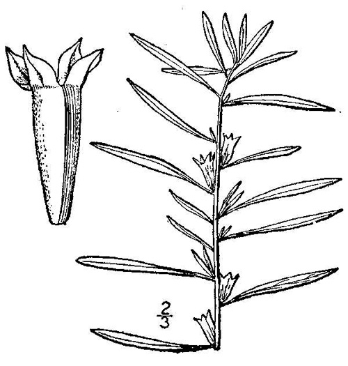drawing of Ludwigia linearis +, Narrowleaf Seedbox, Slender Seedbox
