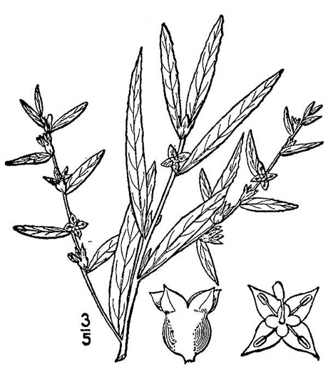 drawing of Ludwigia sphaerocarpa, Globe-fruited Seedbox