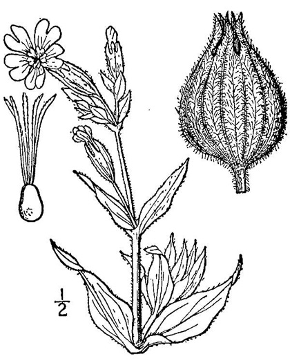 drawing of Silene latifolia, White Campion, Evening Campion, White Cockle, Evening Lychnis