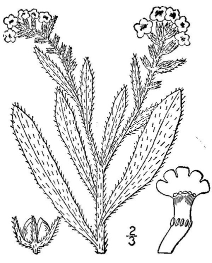 drawing of Lycopsis arvensis, Small Bugloss, Alkanet