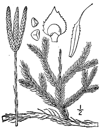 drawing of Lycopodium clavatum, Staghorn Clubmoss, Running Clubmoss, Ground-pine