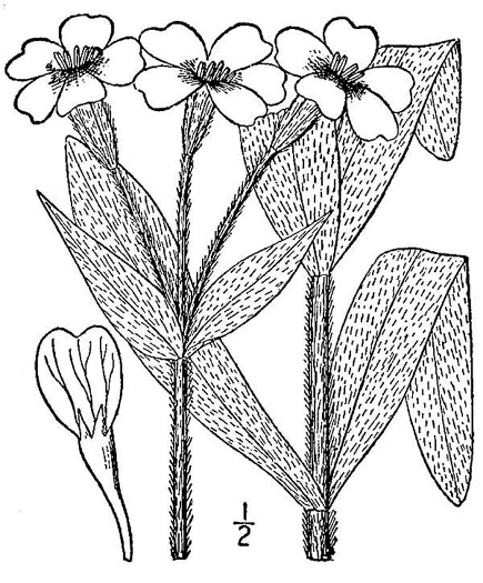 drawing of Silene coronaria, Rose Campion, Mullein-pink