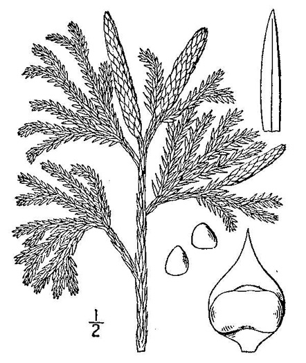drawing of Dendrolycopodium obscurum, Flat-branched Tree-clubmoss, Common Ground-pine