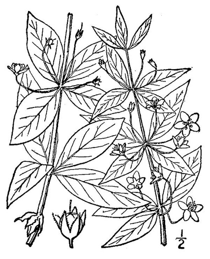image of Lysimachia quadrifolia, Whorled Loosestrife