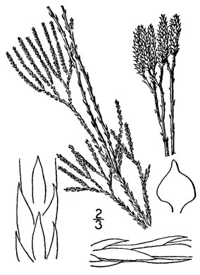 drawing of Diphasiastrum tristachyum, Blue Ground-cedar, Blue Running-cedar