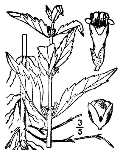 image of Lycopus virginicus, Virginia Bugleweed, Virginia water horehound