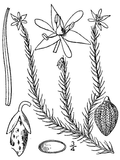 drawing of Mayaca aubletii, Aublet's Bogmoss