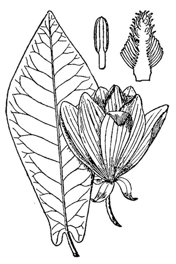 drawing of Magnolia fraseri, Fraser Magnolia, Mountain Magnolia, Earleaf Umbrella-tree, Umbrella Tree