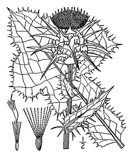 drawing of Silybum marianum, Blessed Milk-thistle, Blessed-thistle, Milk-thistle