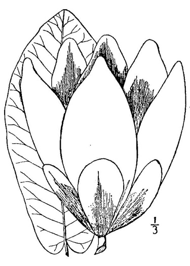 image of Magnolia macrophylla, Bigleaf Magnolia, Large-leaved Magnolia, Umbrella Tree