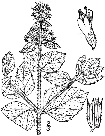 image of Mentha aquatica var. aquatica, Water Mint, Lemon Mint
