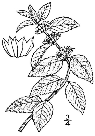 image of Mentha canadensis, Canada Mint, Field Mint, Wild Mint