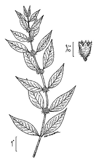 image of Mentha canadensis, Canada Mint, Field Mint, Wild Mint