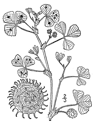 image of Medicago arabica, Spotted Medick, Spotted Bur-clover
