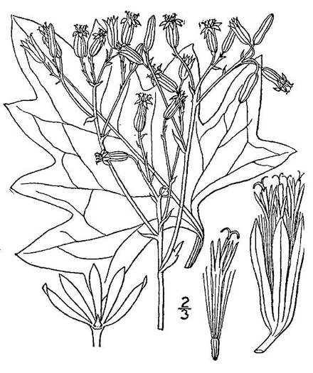 image of Arnoglossum atriplicifolium, Pale Indian-plantain